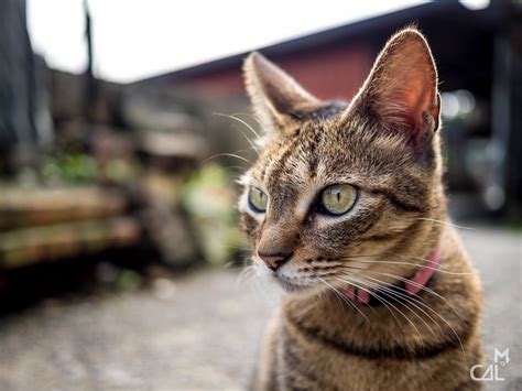xhamfr|la chatte de ma pote asiat .
